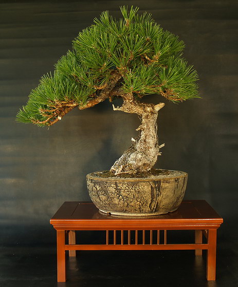 Pinus Nigra Bonsai
